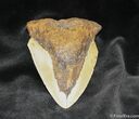 Bargain / Inch Megalodon Tooth - Nicely Serrated #841-1